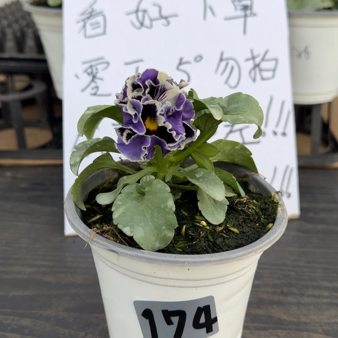 全部花朵174号德古拉