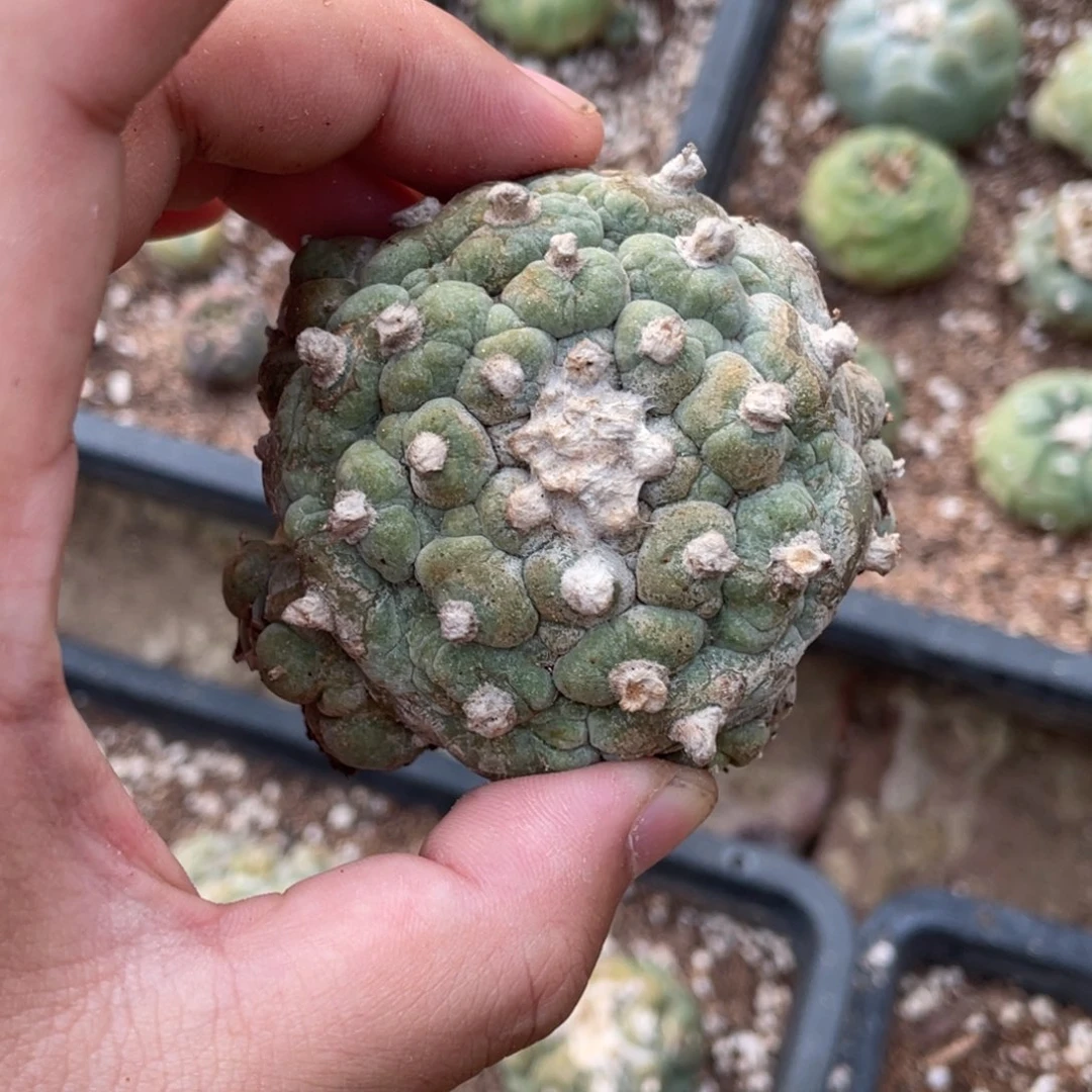 无花朵褶皱002 仙人球