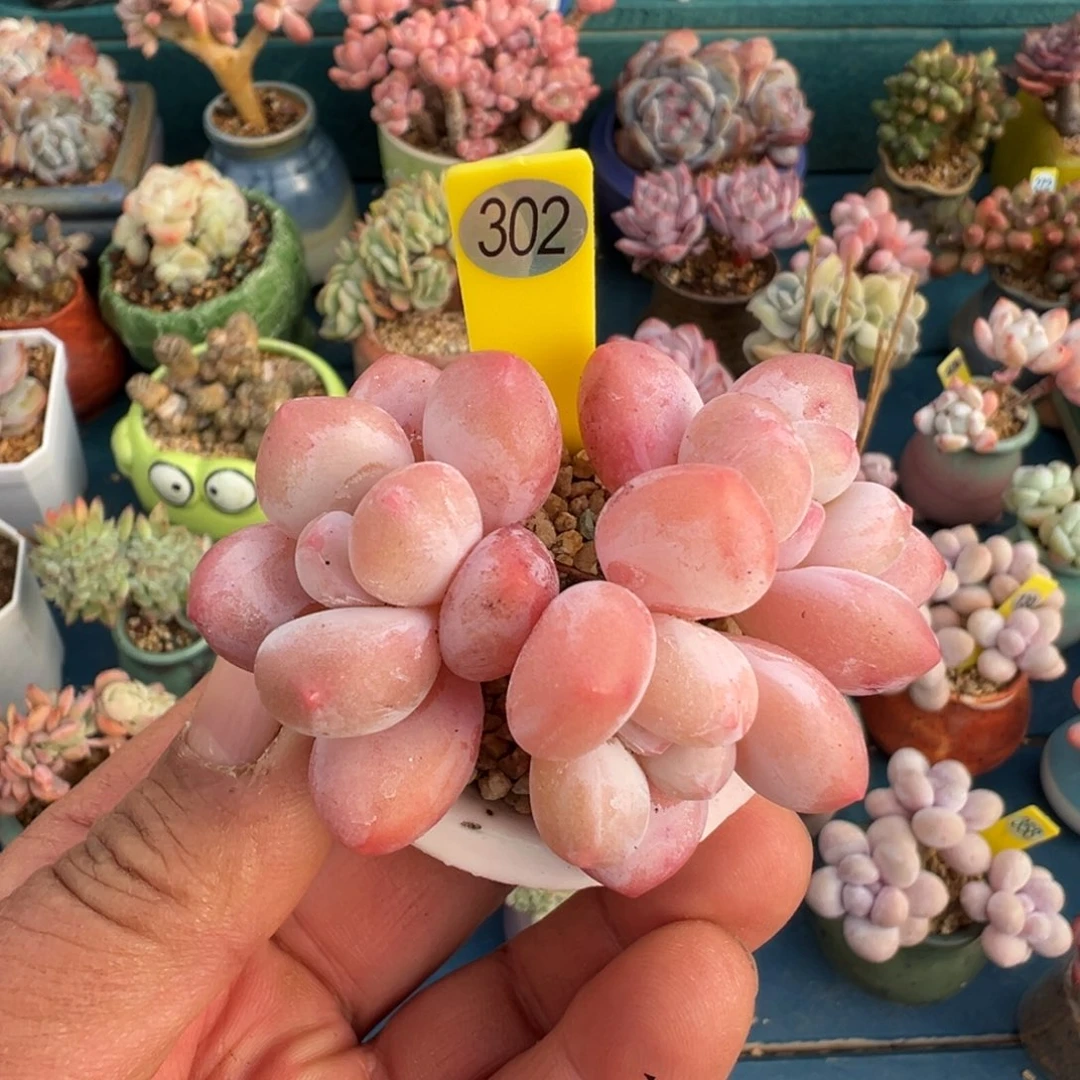 30号香水带盆土发