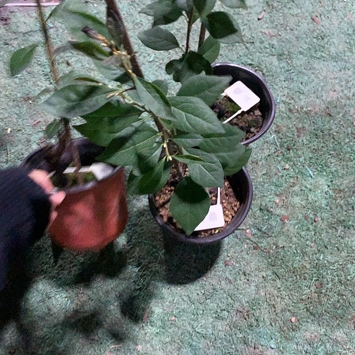 完全开放云顶48.8