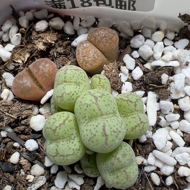 【闪购商品】226。