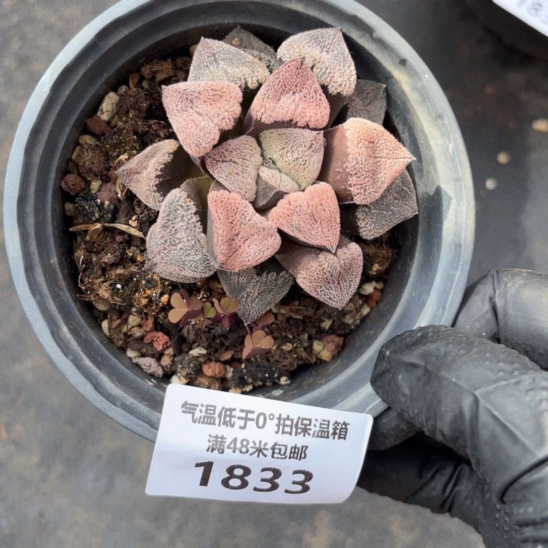 1833fhu哈德de de fo