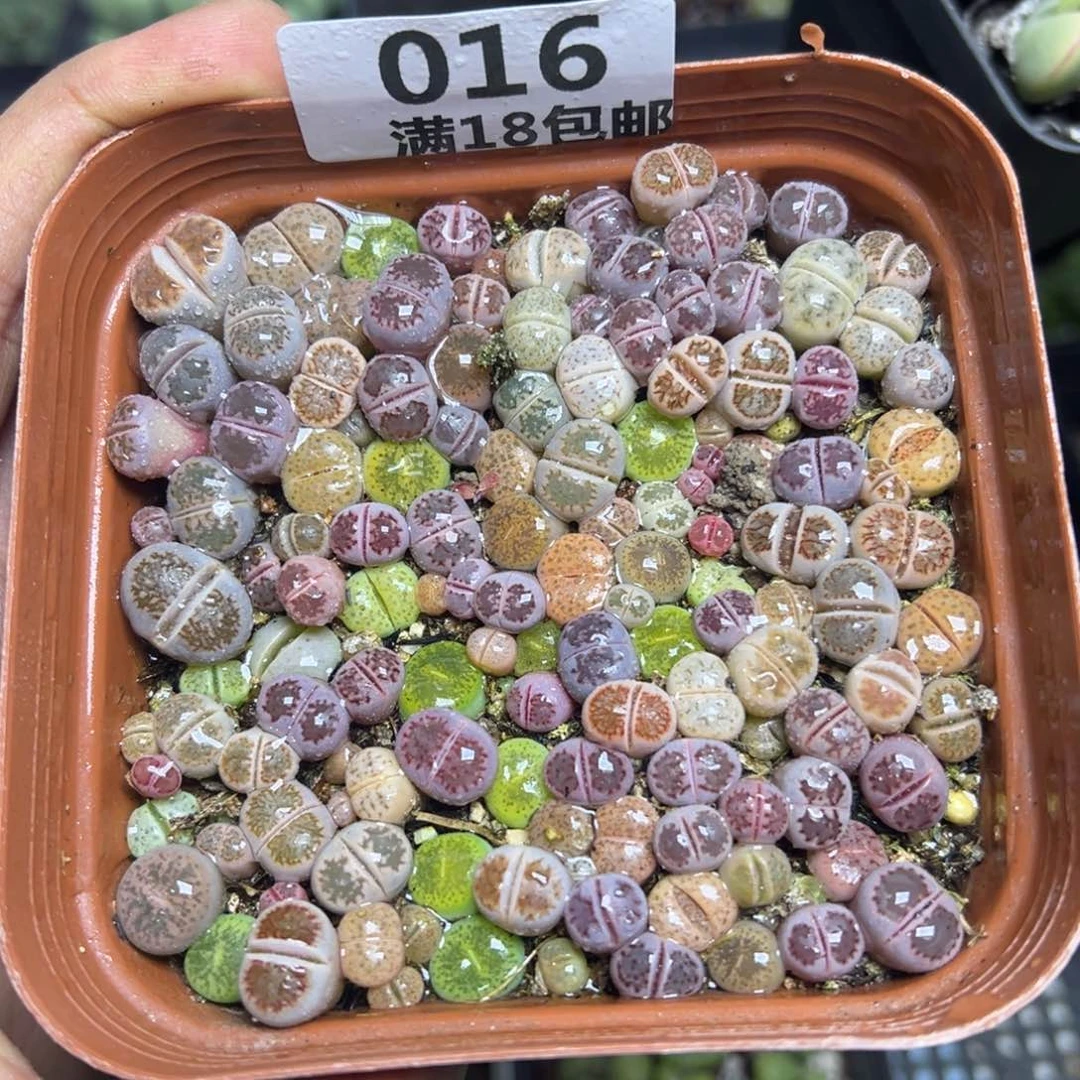 【闪购商品】 016。