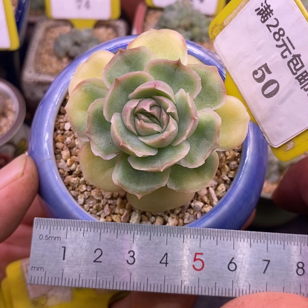 550精控水晶虾饺多肉