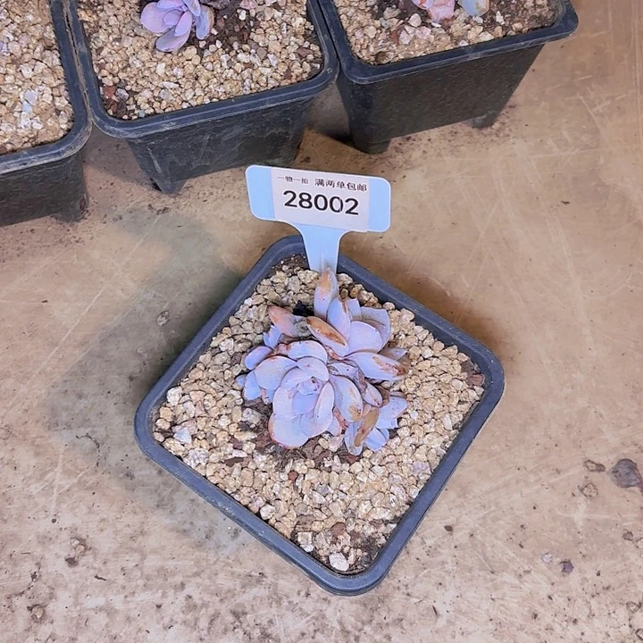 金*财奶茶一物一拍28002