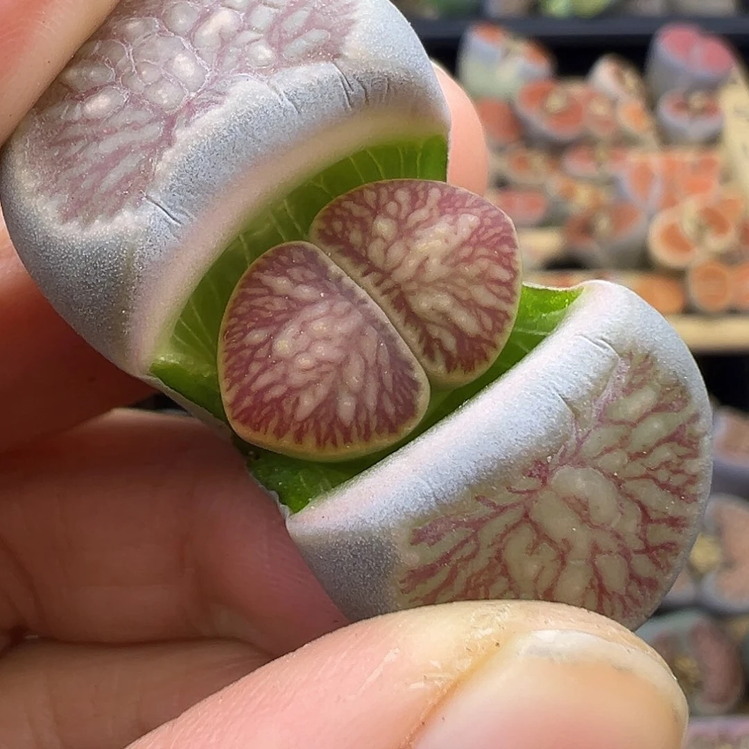 1458核心菊F3代选拔株福利