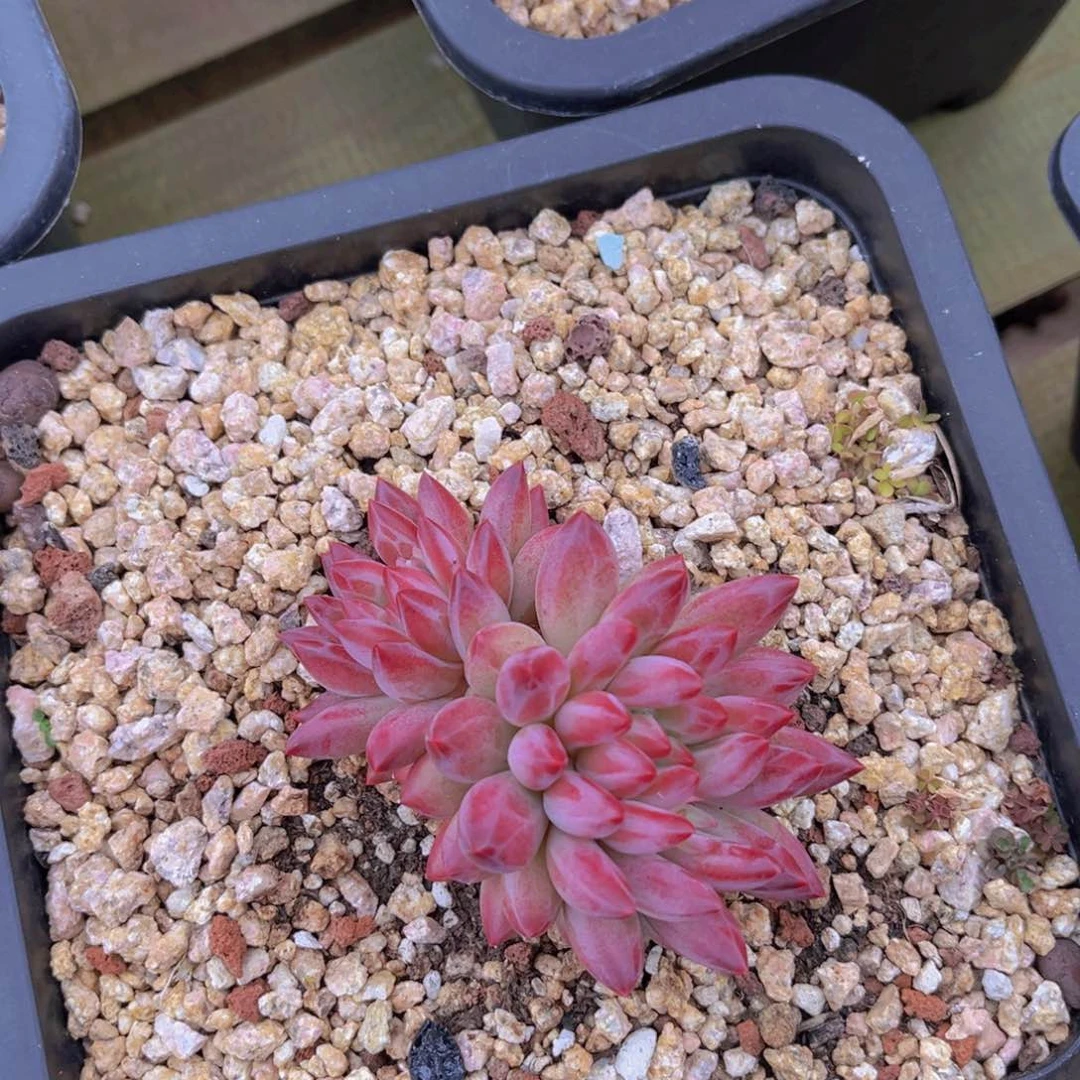 多肉植物的繁殖方式