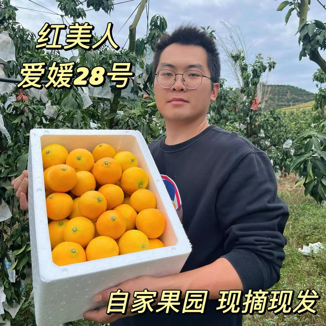 福建平和红美人爱媛28号果冻橙自家果园新鲜采摘农家水果皮薄汁多