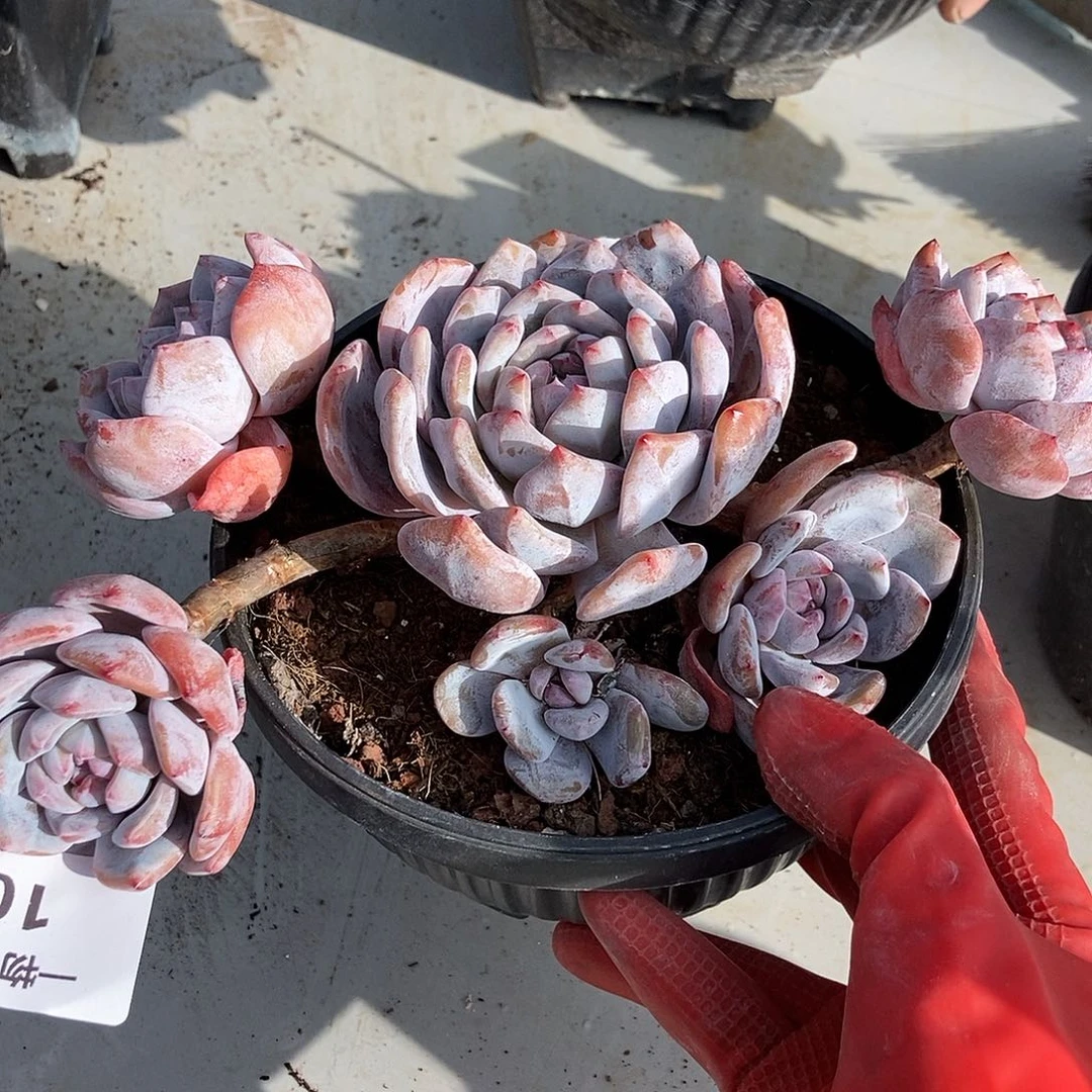 108 一物一拍不退不换