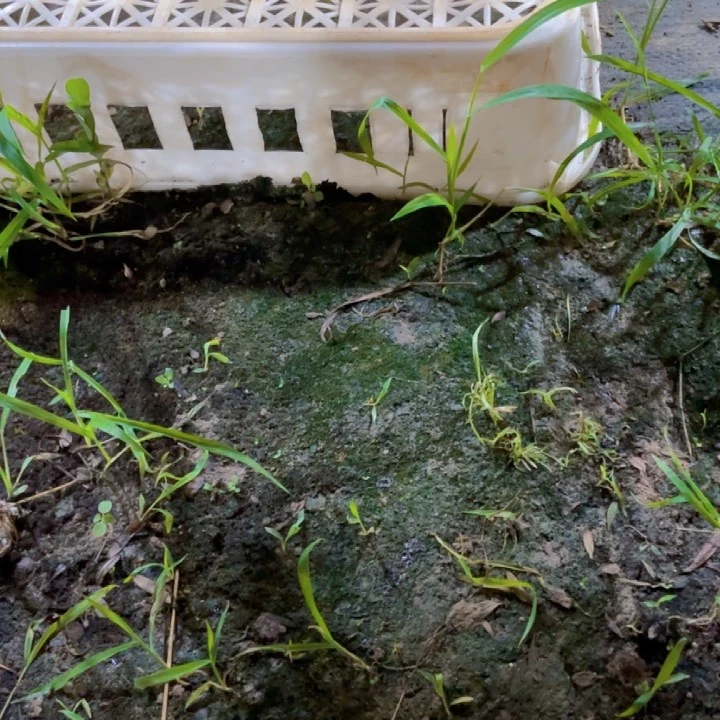 无花朵花****景罗汉松鲜花绿植