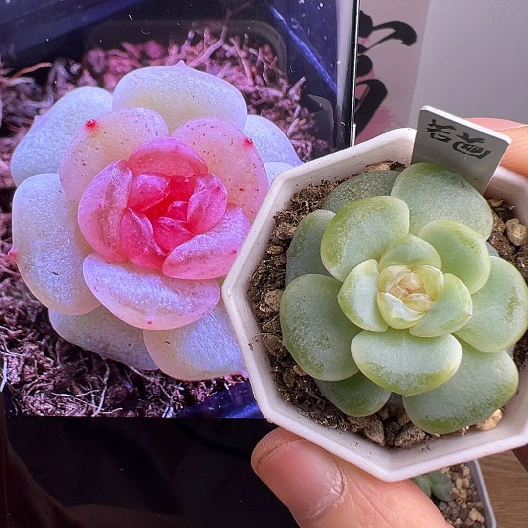 风花雪月若画一物一拍