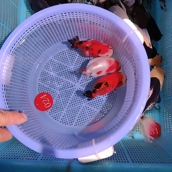 金鱼024兰寿三只特价顺丰包邮