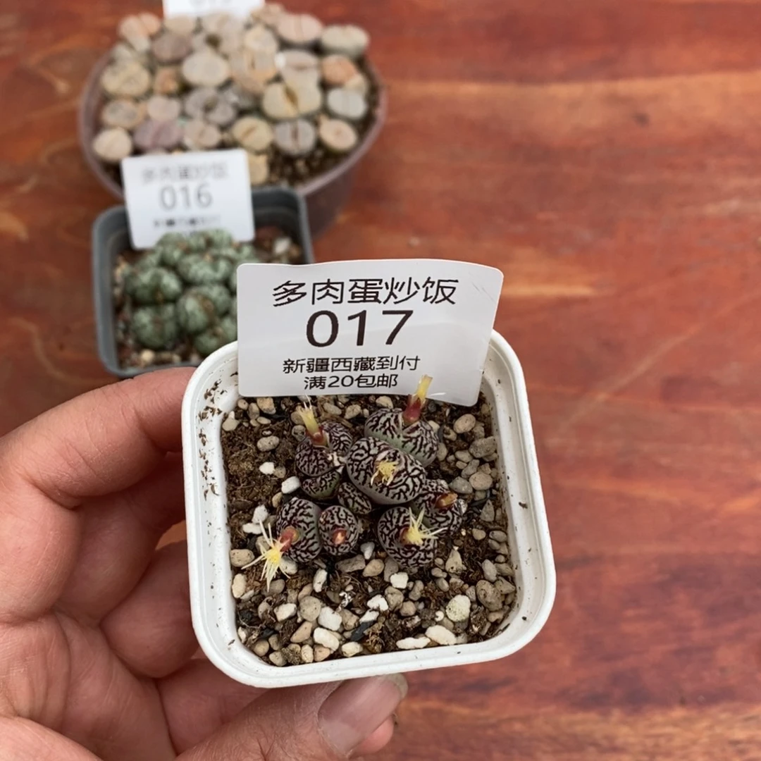 感谢您的光临，墨，0017