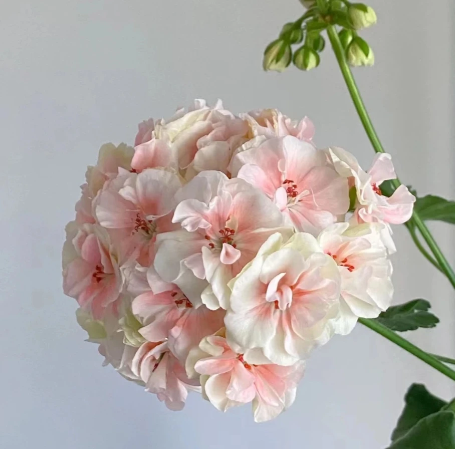 《国王》精品重掰天竺葵花卉带花苞国王小颗大丽花型康乃馨