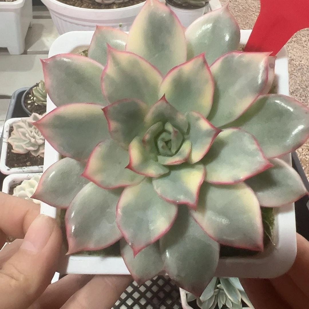 154号月光女神锦多肉植物