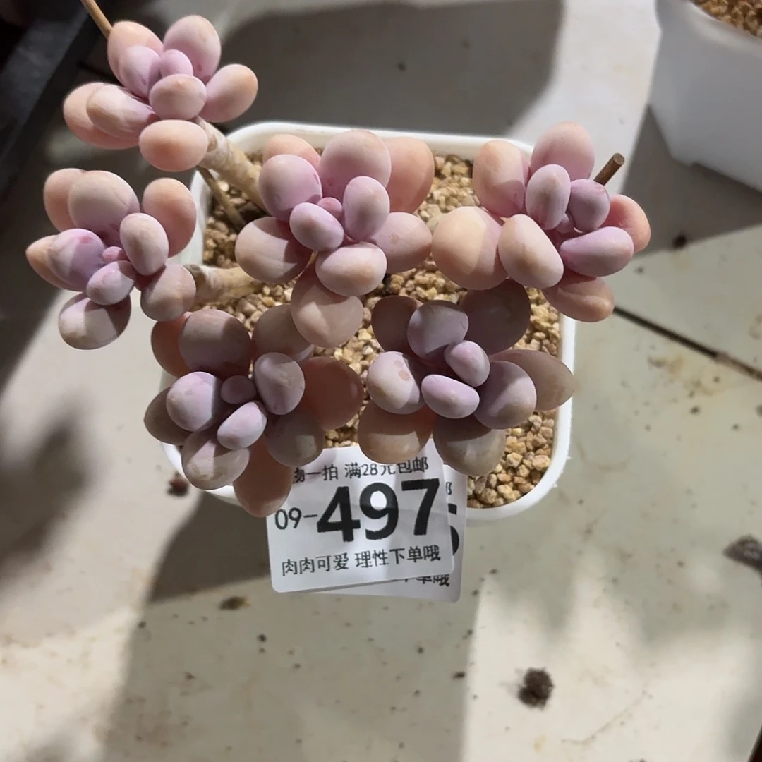 桃蛋无盆无发货无