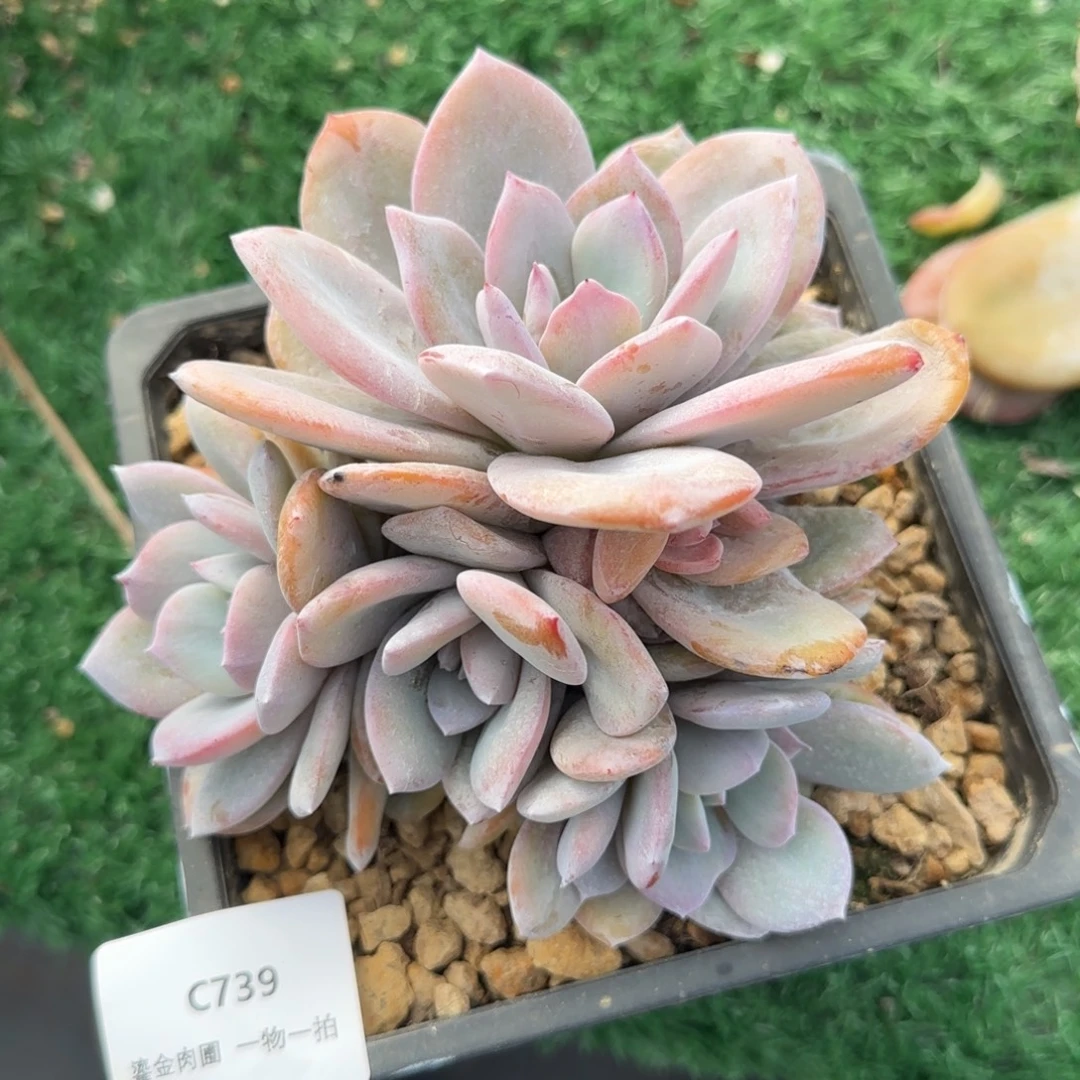 C739奶茶6头