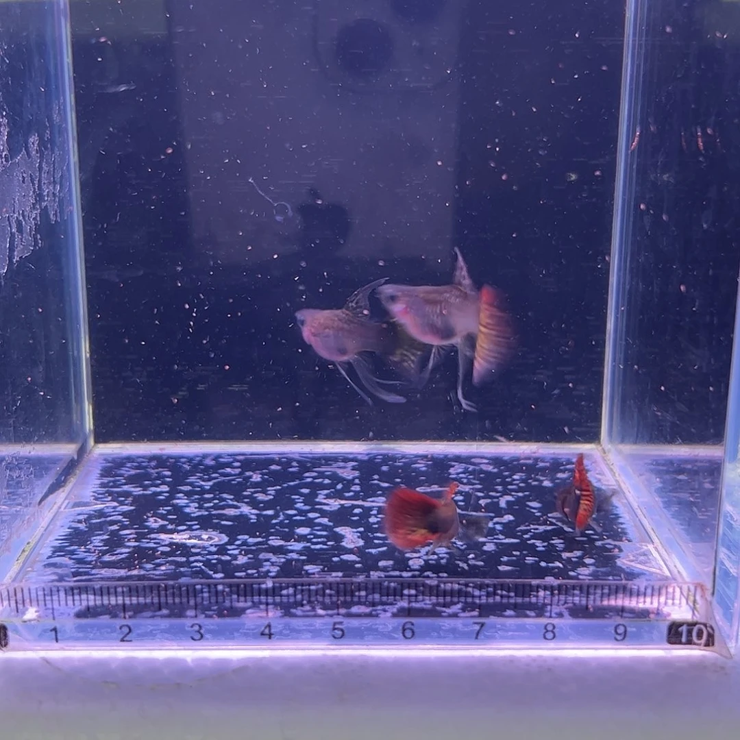 萱***萱孔雀鱼红龙玻璃猫c两队