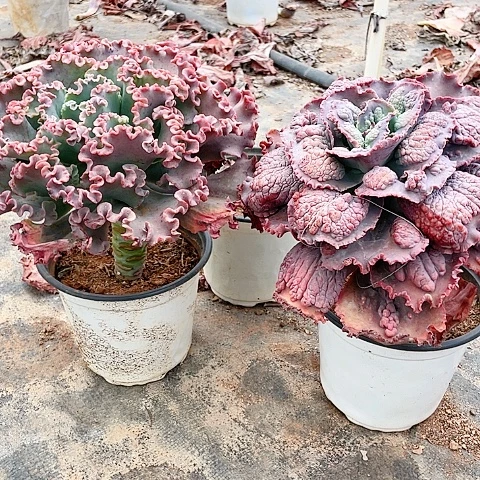 哎**呀B31 包菜系列 2 棵