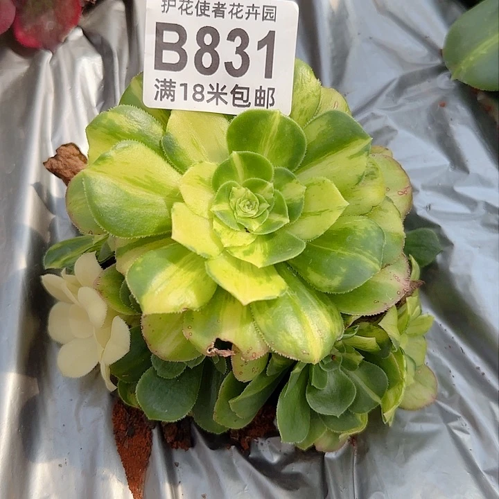 多肉法师淘宝福利