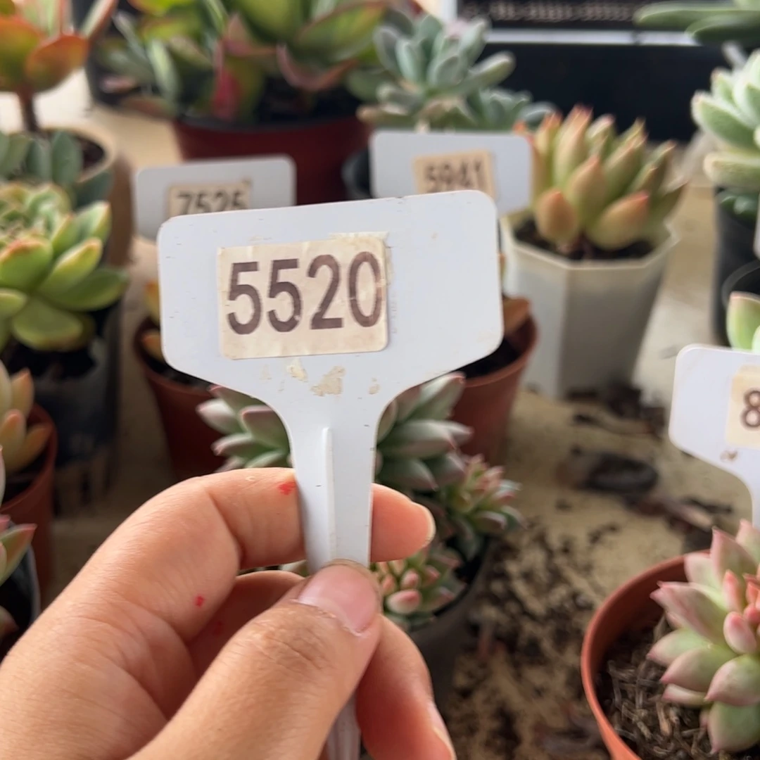 【闪购商品】ღ**?5520。 11111111
