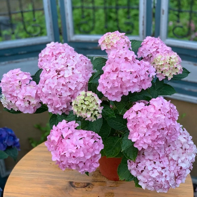 粉色【无尽夏】绣球多季开花花期长室内室外地栽盆栽阳台庭