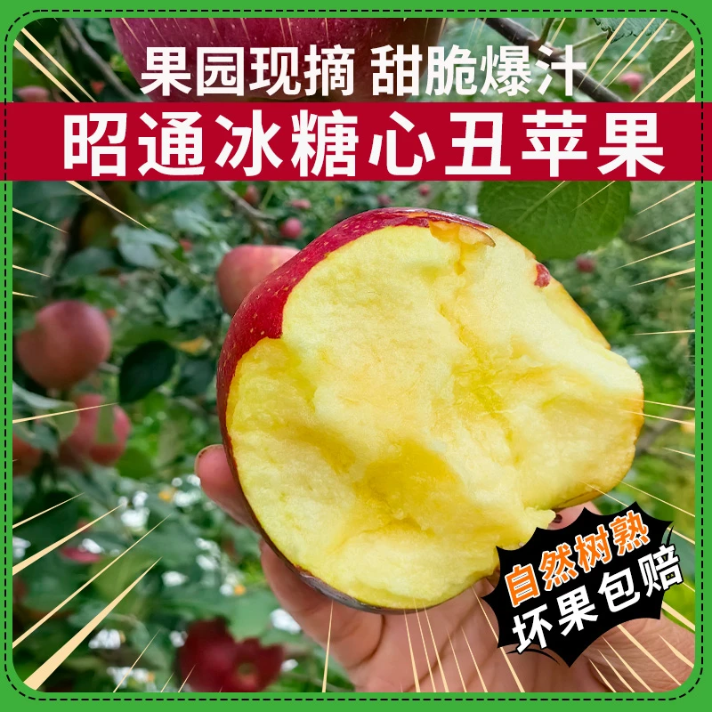 【云南昭通丑苹果】冰糖心脆甜嘎嘣脆高山苹果红富士新鲜糖心苹果