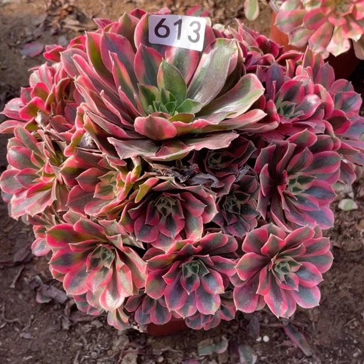 完全开放613多肉植物女妖