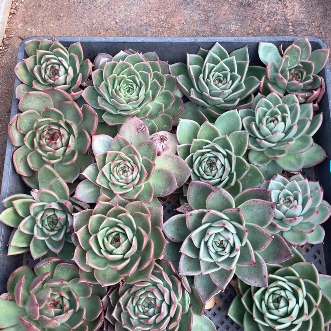 一筐特价福利不售后2611