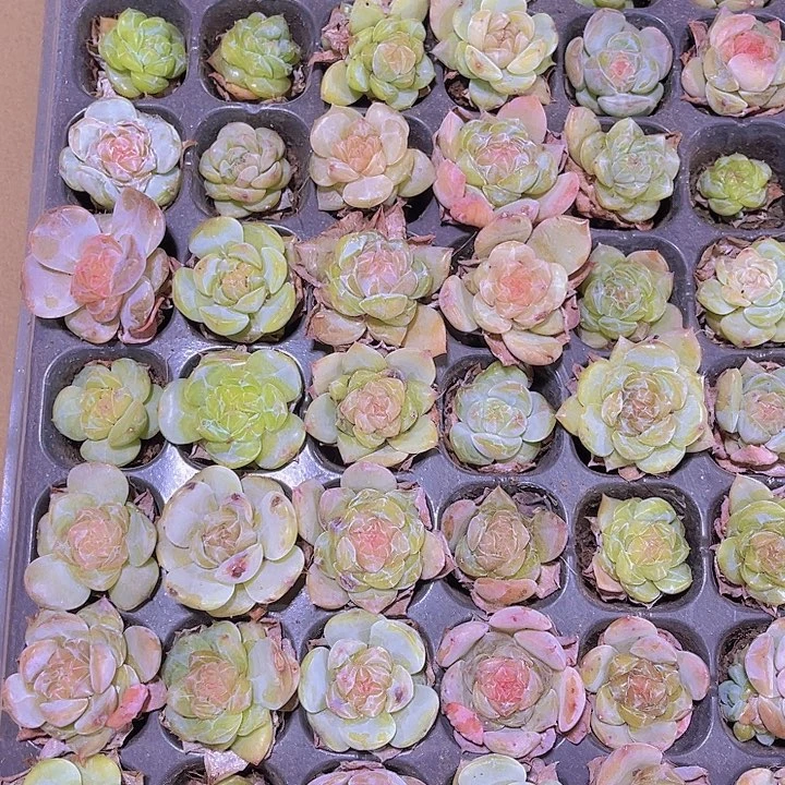 精品海梦多肉植物