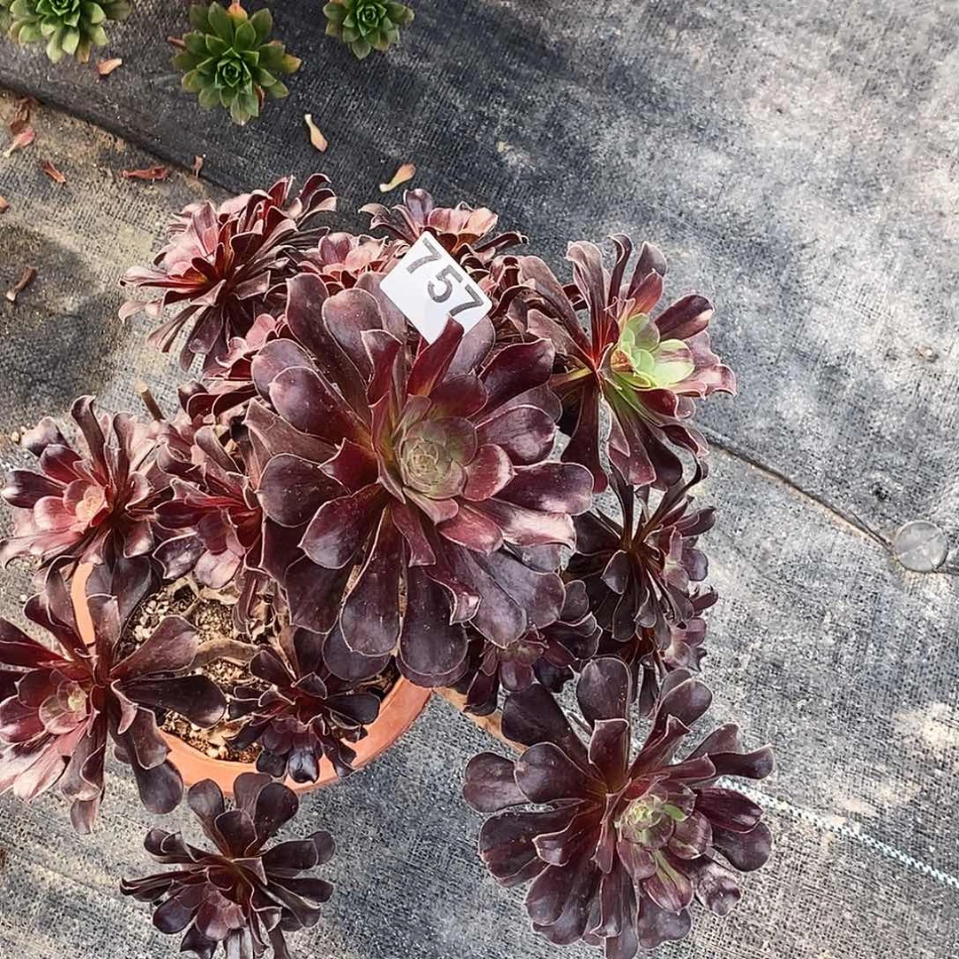 757欧若拉有断枝福利价