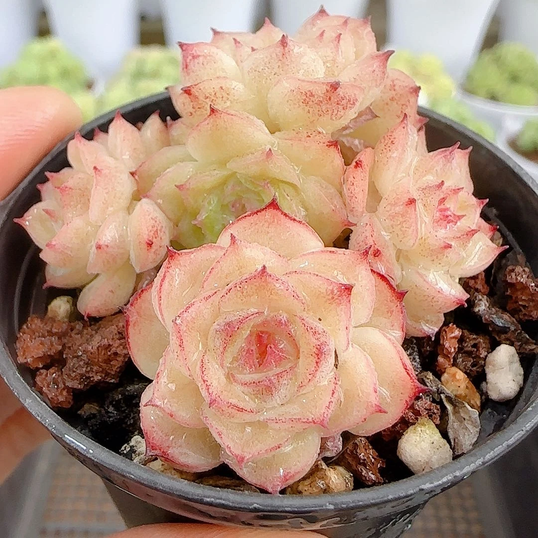 【闪购商品】0924-84开播福利