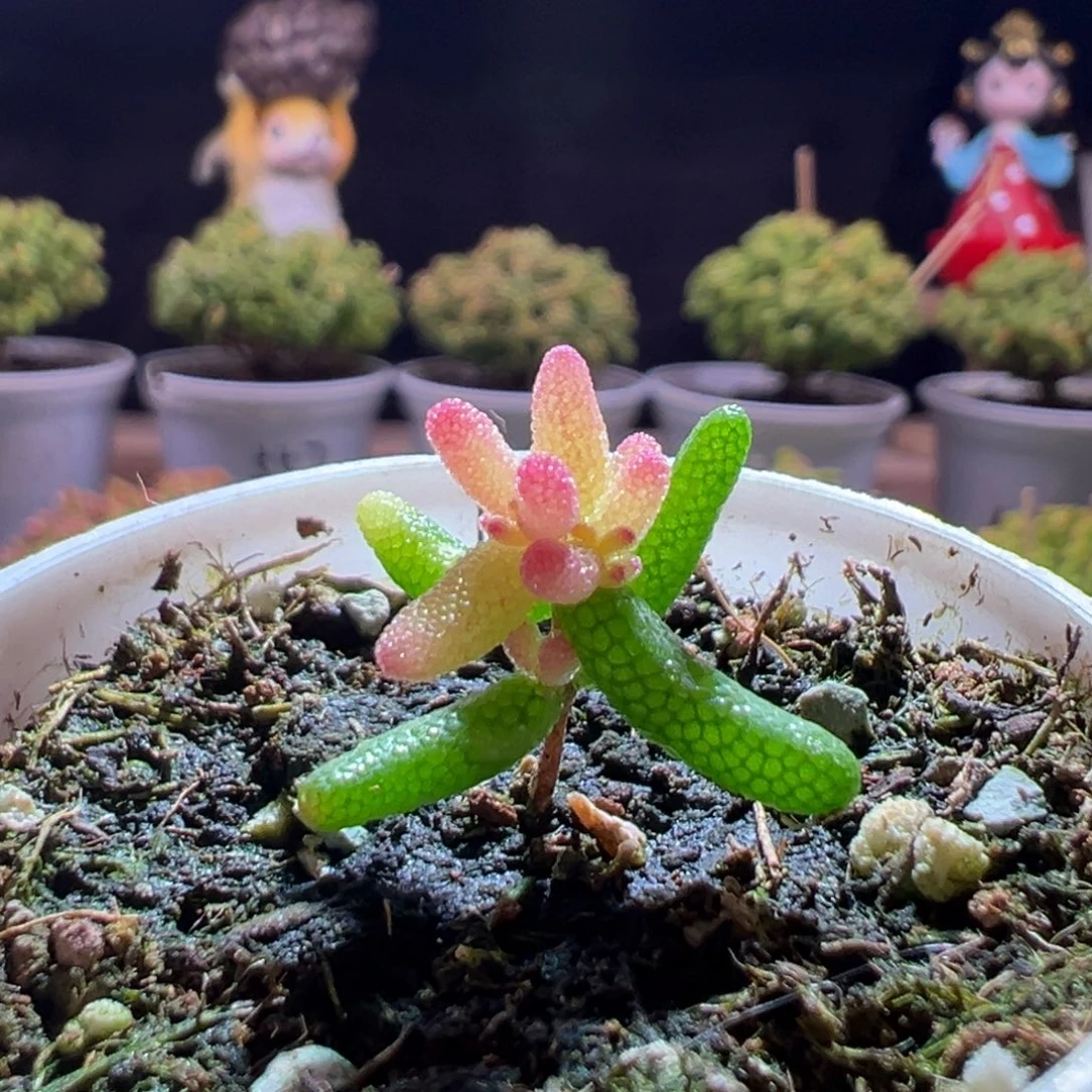 661飞机猪一物一拍包开箱