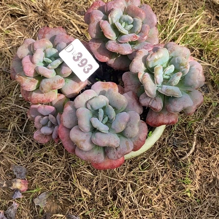 玫****393心之月多肉植物多肉