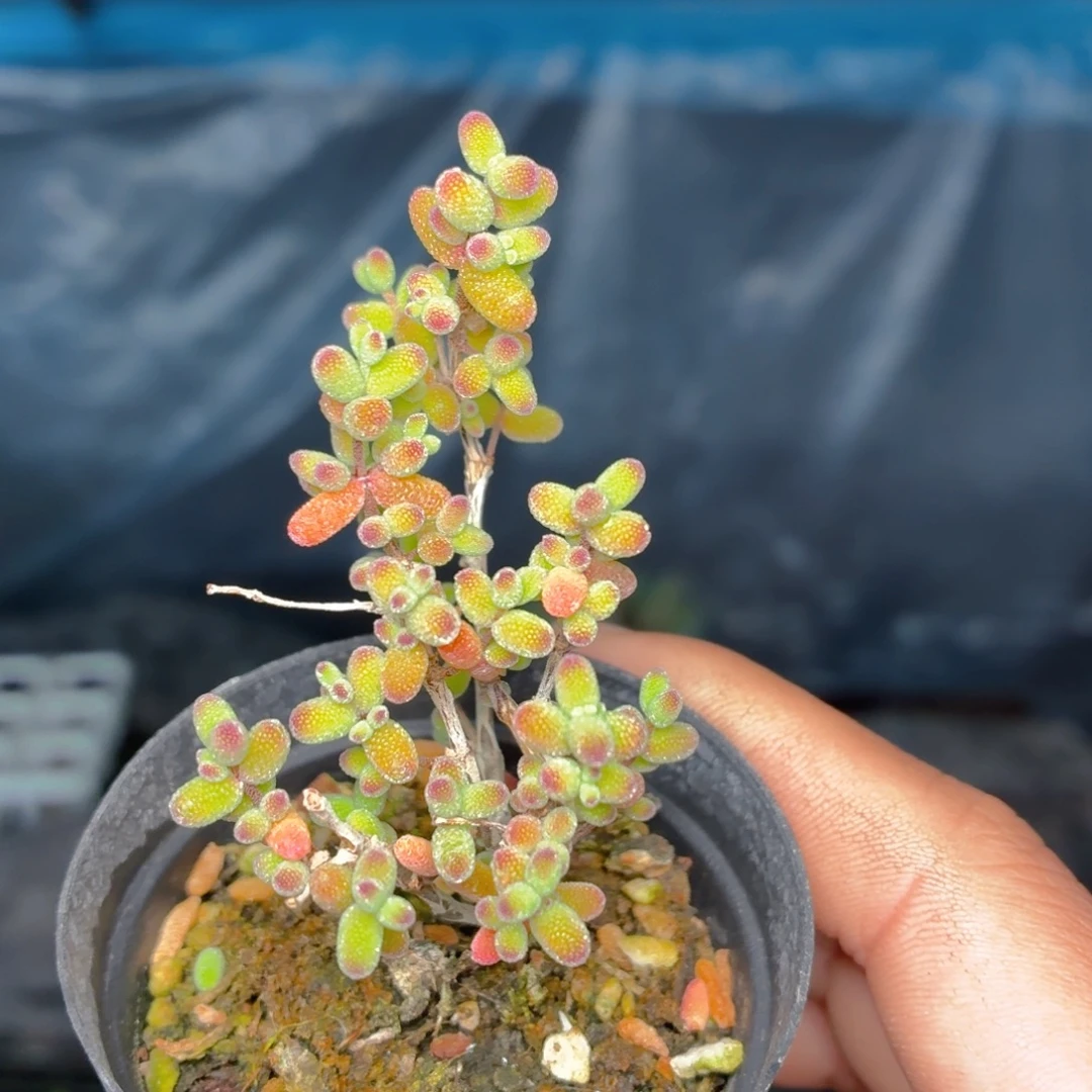 蜜橘糖球多肉9.9包邮发货