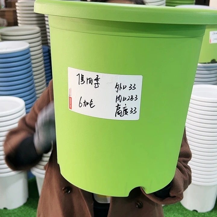 特价7号四季口33高33果绿无托6只