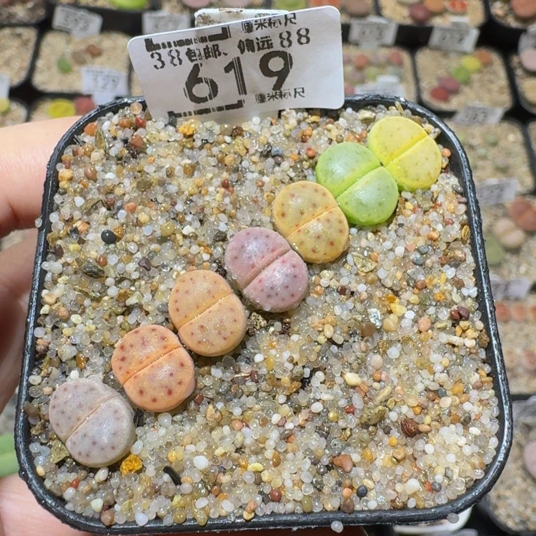 Ssss精品生石花619惜春