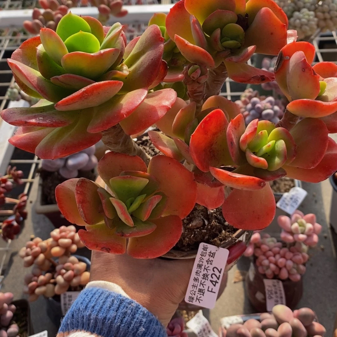 红梅422/10cm有砍