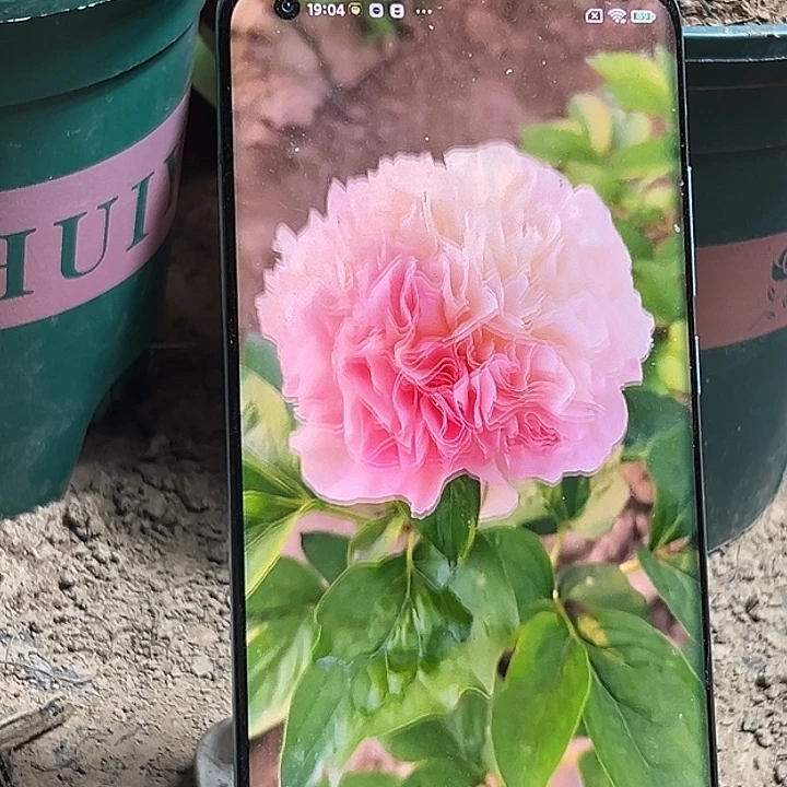 完全开放路易斯的