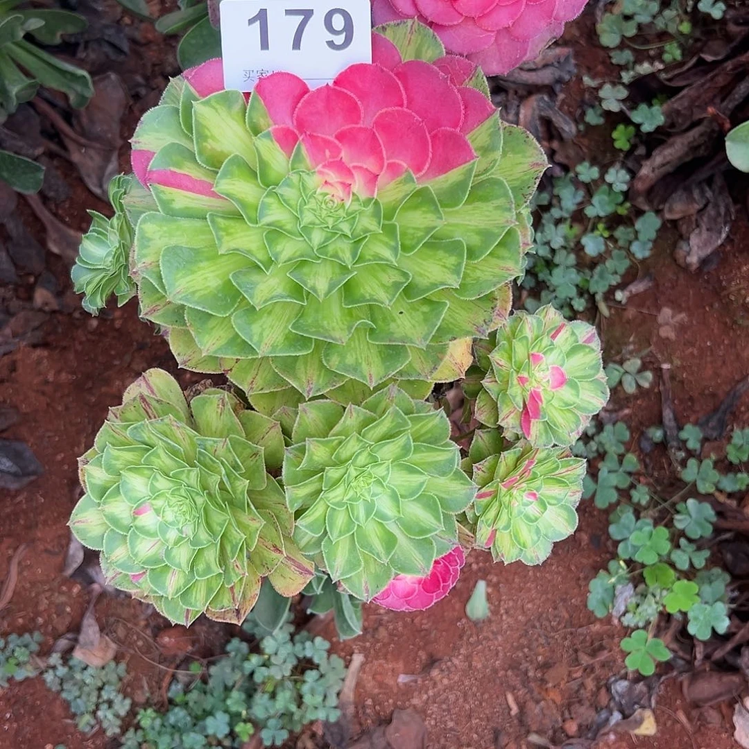 精品多肉植物179知否