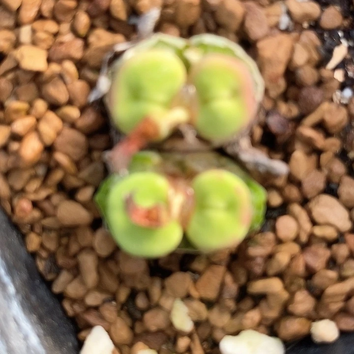 16721小红嘴一颗