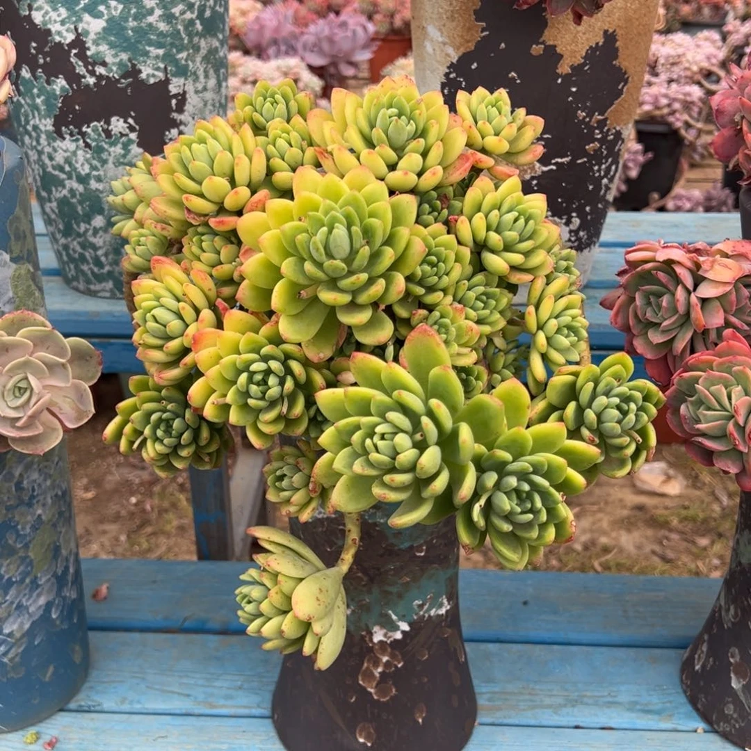 老桩春萌裸肉加快递费