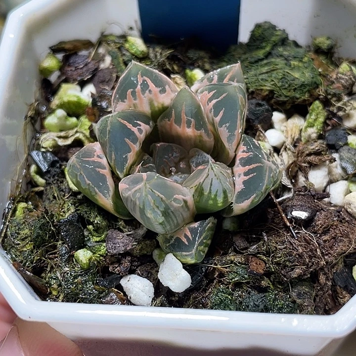 673糊斑花水晶锦特选福利