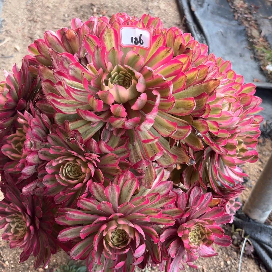 全部花朵186粉黛变易多肉植物