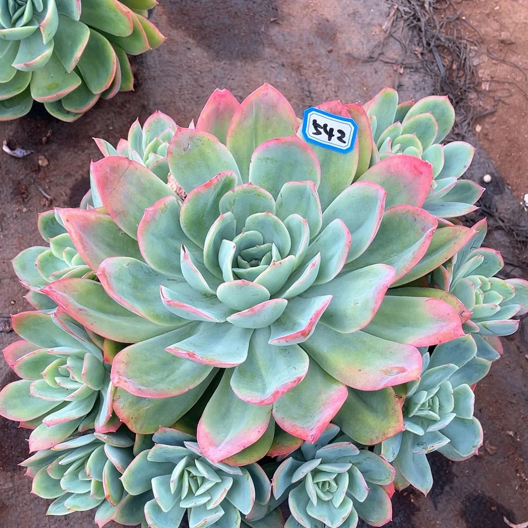 542绮罗 一物一拍多肉