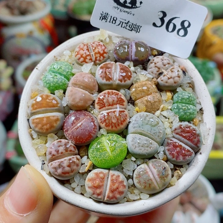 生石花花花花花花花花368