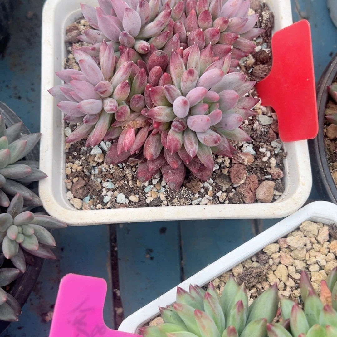 精品多肉植物老桩