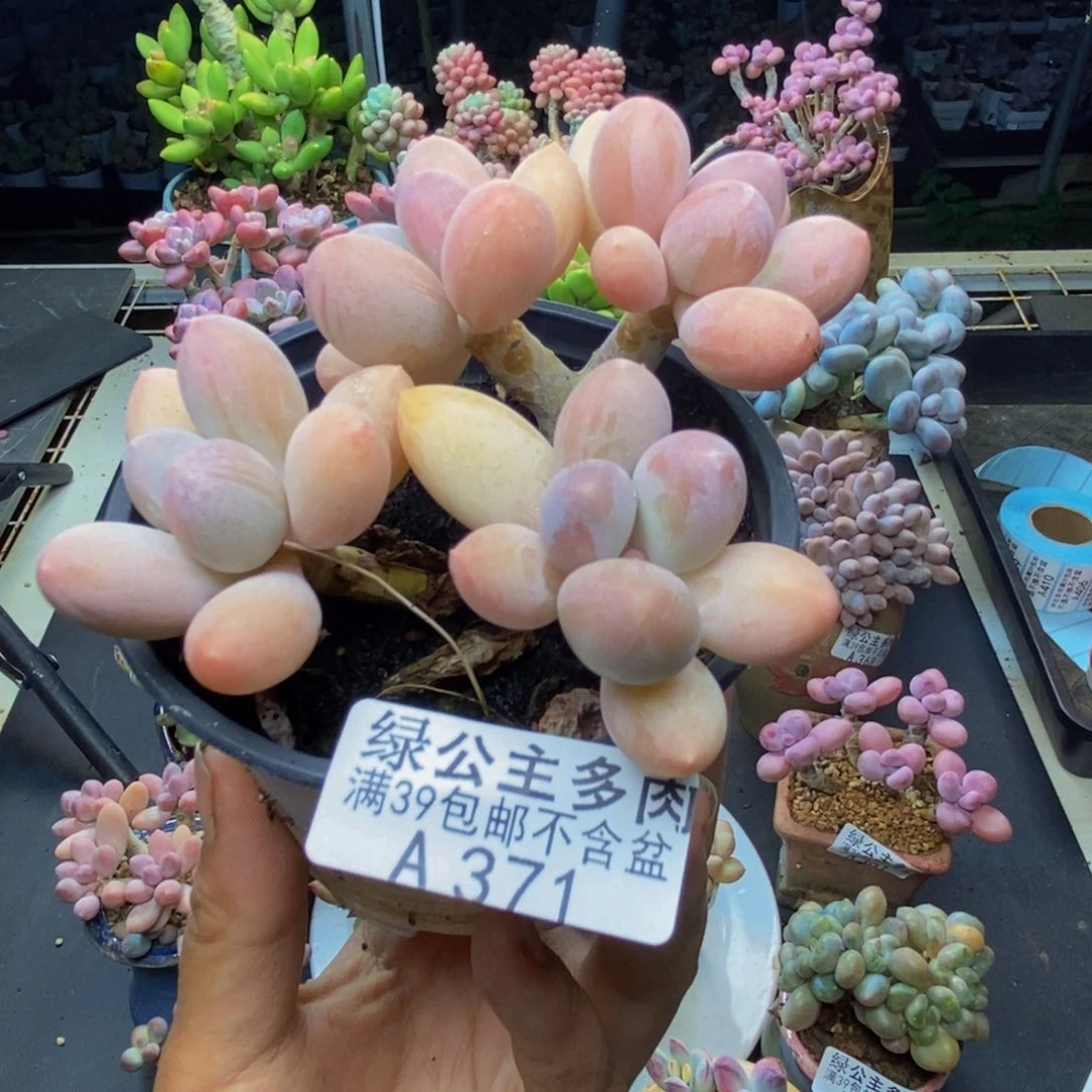 371香水手指奶多肉7c m
