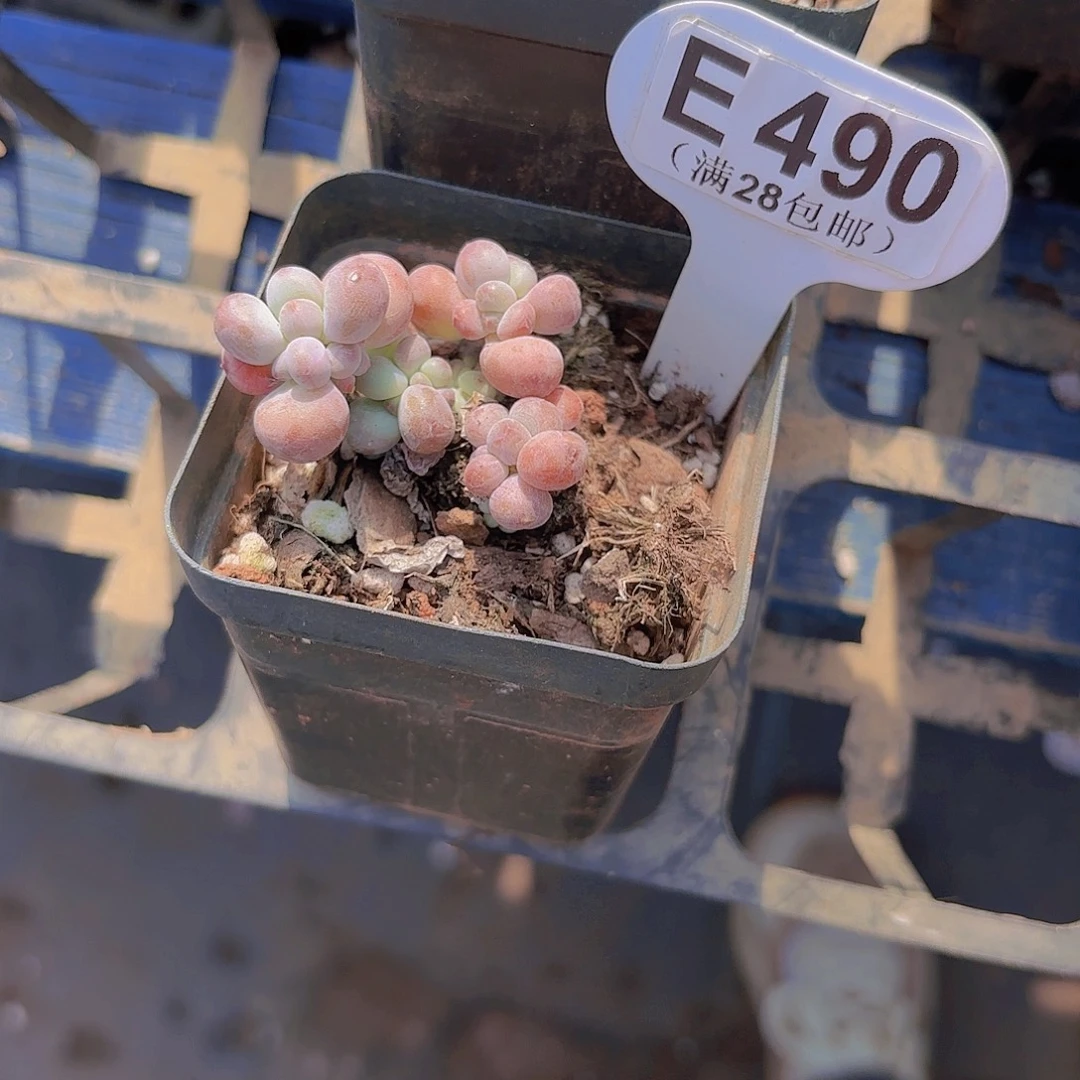 E490苹果奶一物一拍