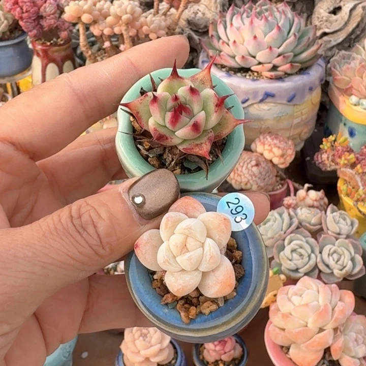 293 多肉含盆土 满30元包邮 除偏远